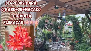 🌵 Preparando Meus Cactos Rabo de Macaco para Florir + Fofuras do Jardim! 🌸✨ #cactoflorido #cactos 