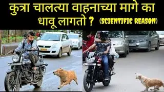why do dogs run after vehicles ?// कुत्रा चालत्या वाहनाच्या मागे का धावू लागतो ?// #facts #fact