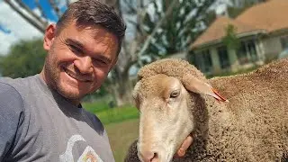 Sheep Killing Drama