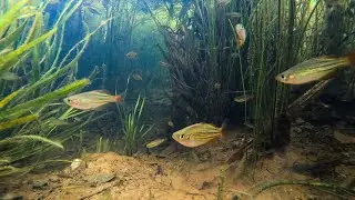 Wild Biotope Etty Bay North Queensland Rainbowfish.