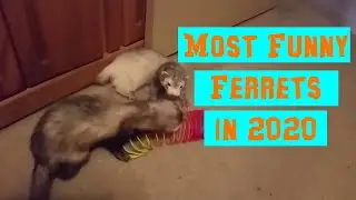 Funny Ferret Video Compilation 2020