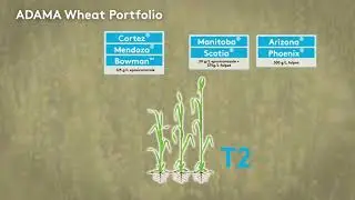 Wheat Disease Control