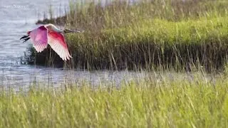 Love the outdoors? Here's how to become a Certified Texas Master Naturalist 🌳