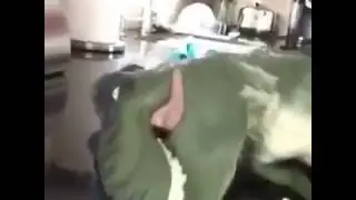 cocaine dinosaur vine Do you want some cocaine