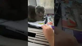 Оккупировал тетрадь. Автор видео: @danyaa_zz  #комментарии #юмор #мемы