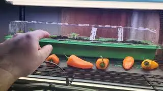 It's time to plant veg.