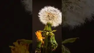 Flowerpedia: Your Encyclopedia of Blossoms #flowers
