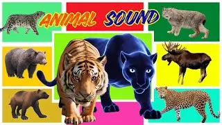 Safari Animal Sounds Song | Nursery Rhyme - Learn Animal Names and Sounds