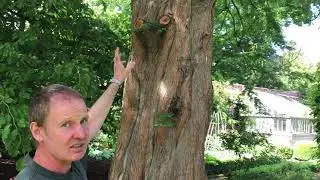 Metasequoia glyptostroboides, Inveresk Village '20