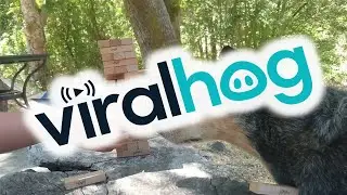 Kronos the Australian Cattle Dog Masters Jenga || ViralHog
