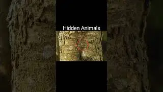 Hidden Animals #shorts