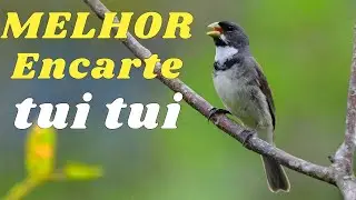 🔴MELHOR CANTO COLEIRO TUI TUI PARA ENCARTE 🔴🔴 ESQUENTE SEU COLEIRO🔴