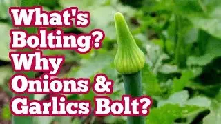 Bolting In Onions And Garlics: What Is Bolting? Why It Happens In June? / Alltotment Kitchen Garden