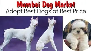 📌 Mumbai Dog Market 🐾 Adopt Best Dogs at Low Price 😲 All Over Maharashtra Delivery ✅