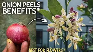 Uses Of Onion Skin Fertilizer For Plants! (SECRETS*)