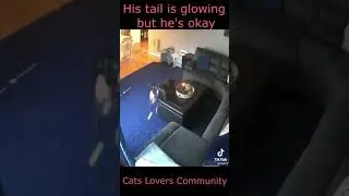 Cat watches their tail catch on fire