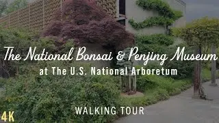 Bonsai Serenity & Spring Rain at America's National Arboretum - Ambient Walk (Part 1, 15 mins)