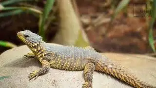 Interesting facts about yellow brown sungazer by weird square
