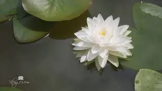 Hardy Waterlily 'Gonnere or Snowball' Stunning double pure white blooms with yellow centre