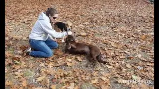 How To Teach A Dog To Roll Over in 4 Simple Steps