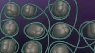 DNA Packaging Animation