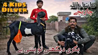 Kala Daba Female Goat &ndash; 4 Healthy Kids Born | Complete Care & First Look