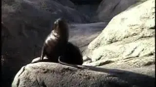 Sea Lion Pup