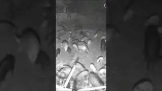 Революционный отлов диких кабанов
