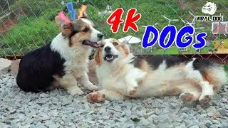 Funny Dogs And Puppies Life 4K Quality Video Episode 5 | Viral Dog