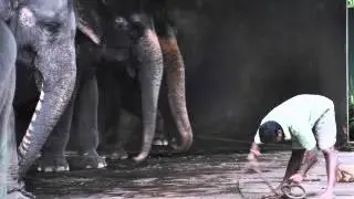 Dehiwala Zoo - It Is Time for Action Sri Lanka!