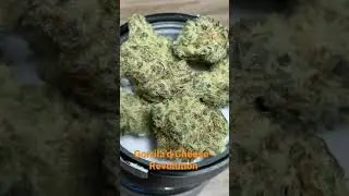 Gorilla&rsquo;d Cheese- Revolution