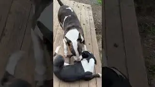 Bull terrier miniatura Vs Standard