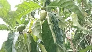 Identifikasi 10 Tumbuhan Liliopsida dan 10 Tumbuhan Magnoliopsida, Mari berdiskusi!