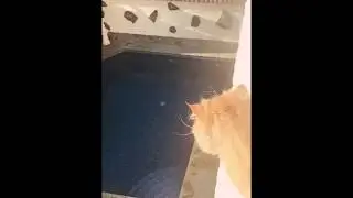 Micio sul balcone