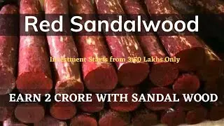 Red Sandalwood Plantation | Investment Opportunity | Vipaf Real Estate
