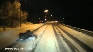 Elg p&aring;kj&oslash;rt i Harstad