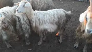 Yaylaq həyatı