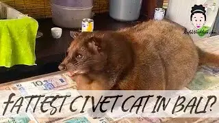 The Fattest Civet Cat in Tanah Lot