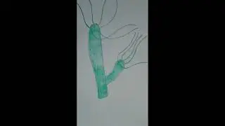 Green Hydra