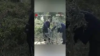 Milu deer rescued from fishing net entanglement in Jiangsu