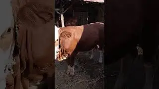 PEDET SUPER CALON INDUKAN JUMBO