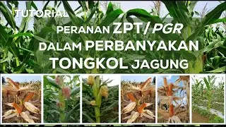 Tutorial Peranan ZPT / PGR  dalam perbanyakan Tongkol Jagung