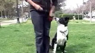 Entrenando Obediencia 1