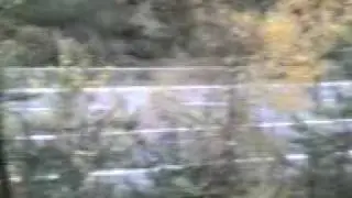 Lekačka