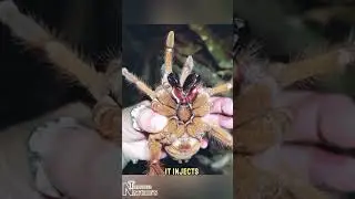 Largest Spider. #animals #spider #wildlife #nature #documentary #naturetreasures #largest #facts