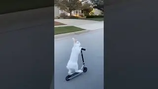 Забавный кролик🤣🐰 #длятебя #забавноеживотное #кролик #заяц
