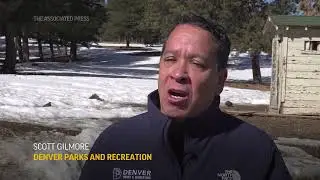 US tribes get bison to restore bond with animal