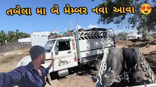 તબેલા મા બે મેમ્બર નવા આવા 😍😍