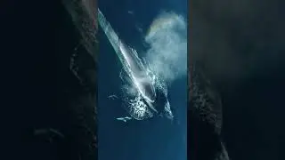 A beautiful Fin Whale, Pacific White-Sided Dolphins, and glassy seas
