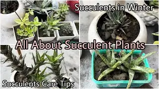 All About Succulent Plants || Succulents in Winters || Succulent Care Tips 🪴 